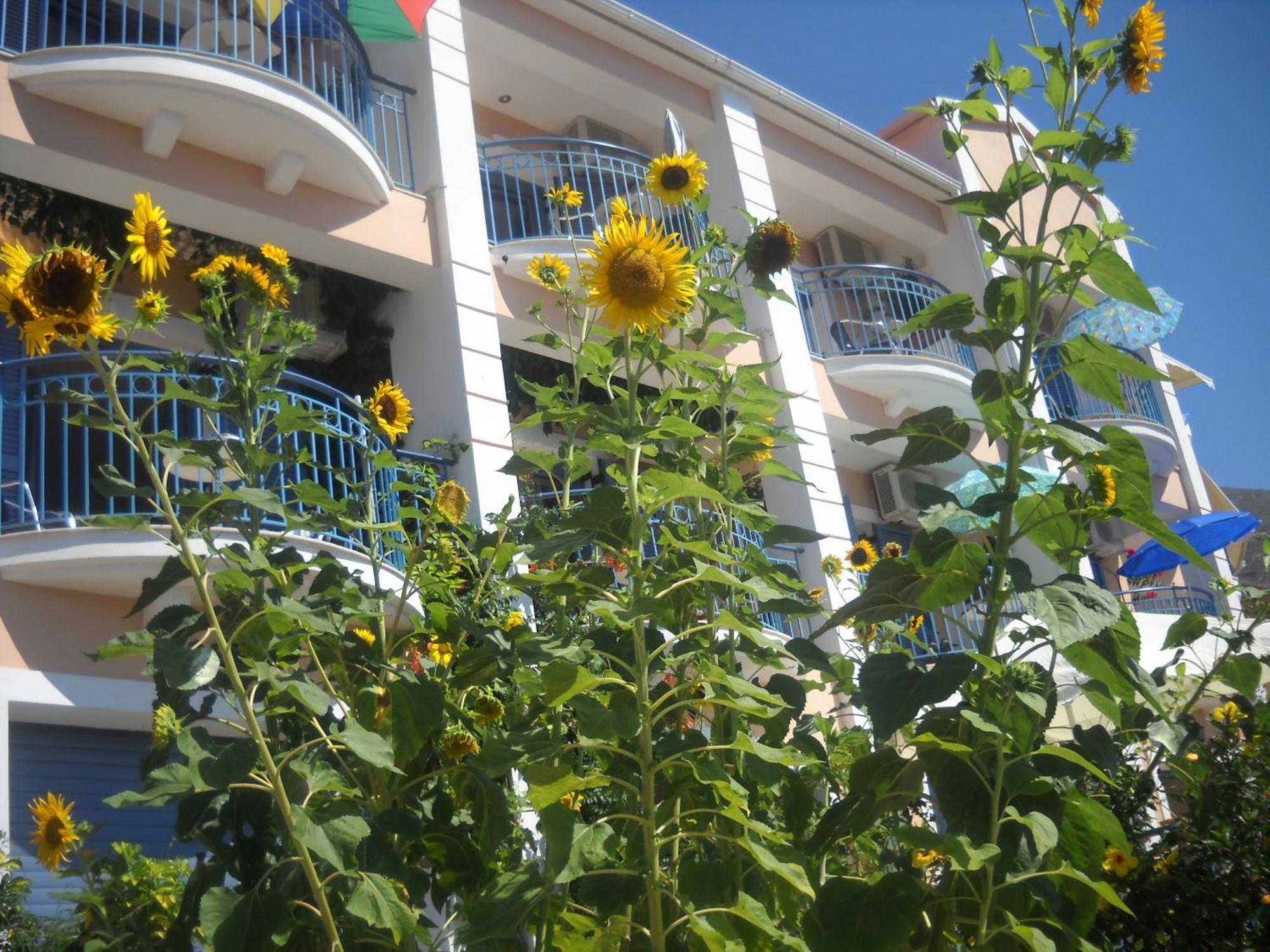 Olive Bay Hotel Agia Efimia ภายนอก รูปภาพ